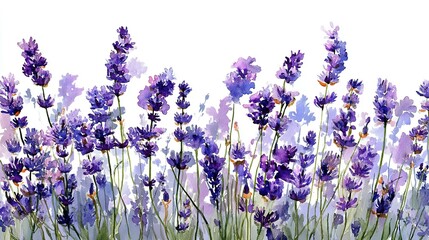 Naklejka premium Lavender flowers in watercolor style, horizontal arrangement.