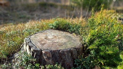 Old tree stump surrounded by spring grass and plants in a sunlit natural meadow