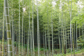 京都 嵐山の竹林	