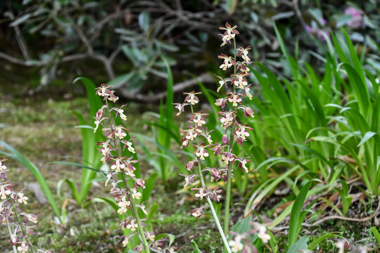 エビネ　Calanthe discolor