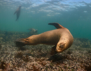 Lobo marino de un pelo