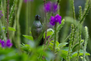 Hiding hummingbird