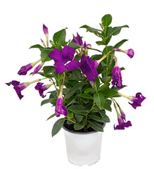 bouquet of red flowers, small leaves in a white pot, is a garden decoration cut out isolated transparent background