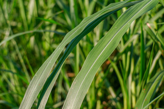 Close up of Brachiaria mutica or kolonjono grass. Brachiaria mutica grass. This grass is usually used as animal feed for herbivores.
