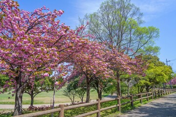 満開のピンクの八重桜と新緑の若葉のコラボ情景