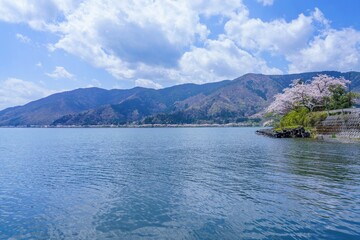 Naklejka premium 青空バックに見る奥琵琶湖の満開の桜並木の情景