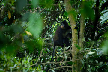 javan surili or javan leaf monkey (Presbytis comata) sitting on tree, found in Pekalongan rainforest, indonesia, with natural background