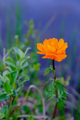 Close-up of wild orange Trollius flower on a blurred blue background.