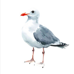 Obraz premium cute little seagull isolated on white background real watercolor handpainted style simple kids like soft and light neutral color flat no details