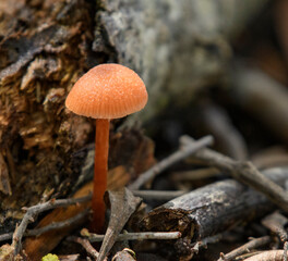 Orange red small fungus growing surrounded by dry leaves and sticks