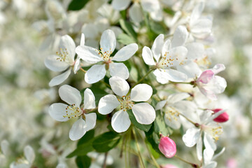 Closeup of apple tree blossoms
