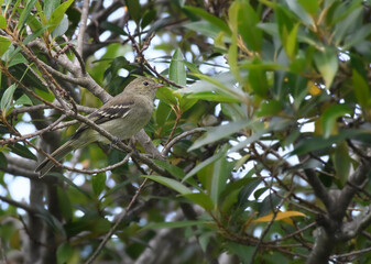 Mountain elaenia, Elaenia Frantzii perched on a bush