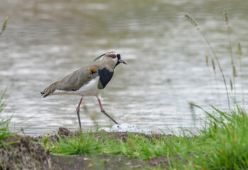Vanellus Chilensis, southern Lapwing near a pond