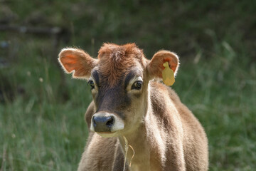 Jersey calf head image