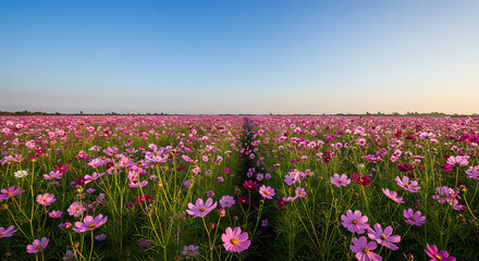 Obraz premium Vast vibrant blooming cosmos flower field under a clear blue sky with a path leading to the horizon, concept for nature photography, spring season themes and environmental conservation