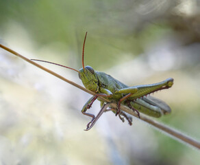 Green Grasshopper on a small stig with blurred background