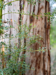 Thorny green plant in front of tree trunk in forest setting