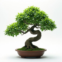 a beautifully cultivated bonsai tree presented against a stark white background. 