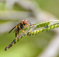 Olistes waso on a leaf