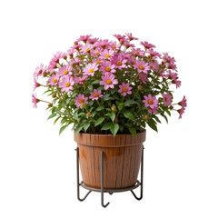 Pink immortelle in a wooden pot, placed on a metal stand, white background,