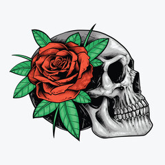 red rose and skull illustration
