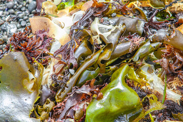 Assorted wet seaweed varieties washed ashore in vibrant natural display