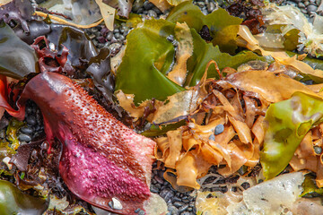 Assorted wet seaweed varieties washed ashore in vibrant natural display