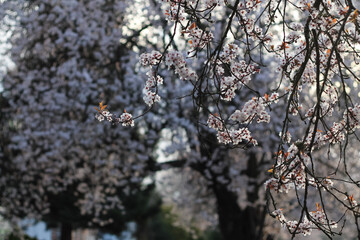 Japanese Flowering Plum Branches Adorned With Blossoms