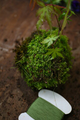 making of kokedama, Japanese gardening art