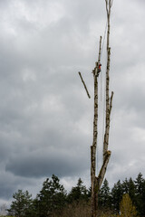 Arborist lumberjack climbing and cutting down a diseased and rotting cottonwood tree on a stormy spring day, workman in climbing spikes and safety harness, and hard hat

