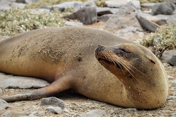Fototapeta premium A galapagos sea lion resting around rocks and vegetation