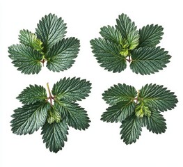 Fresh green leaves arranged in a grid pattern (1)