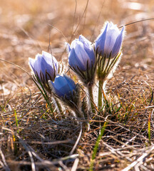 Prairie crocus in the spring
