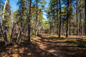 Spring hike in the forest