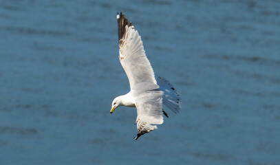 Gull flying over water