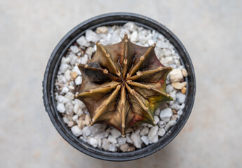A pot of rotten Gymnocalycium cactus. Cactus rot is one of the main causes of cactus death from fungal and bacterial diseases attack.