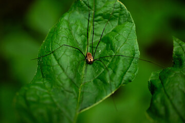 Large Daddy Longlegs Spider Rests On Dark Green Leaf