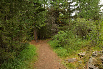A narrow hiking trail winds its way into a dense pine forest on a cloudy autumn day.