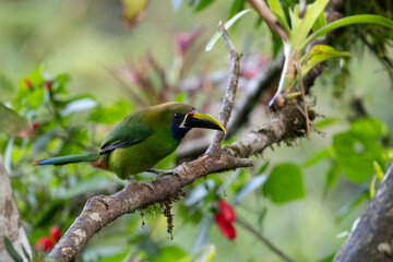 Emerald toucanet