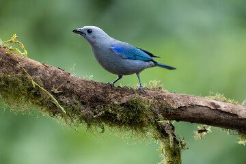 Blue gray tanager