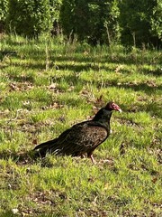blackbird on the grass