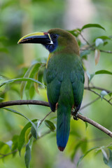 Emerald toucanet
