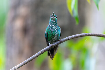 Green crowned brilliant