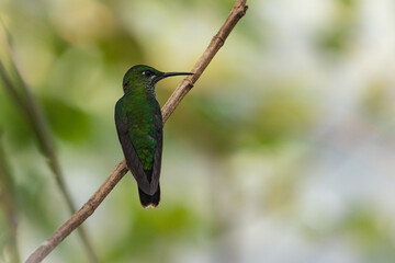 Green crowned brilliant