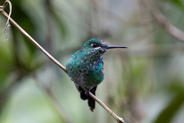 Green crowned brilliant