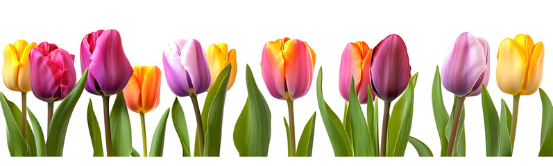 Colorful tulips border isolated on a white background.