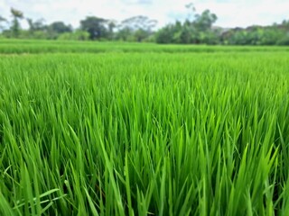 Green rice plants in the rice fields of Indonesia. This is a very typical and beautiful view. This is a rice field in the city of Yogyakarta, Indonesia