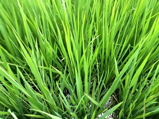 Green rice fields in Indonesia. This is a very typical and beautiful view. This is a rice field located in the city of Yogyakarta, Indonesia