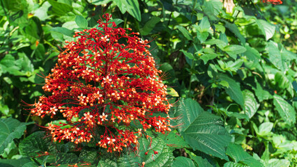 Close up red flowers of Clerodendrum Paniculatum or Pagoda Flower in Indonesia.