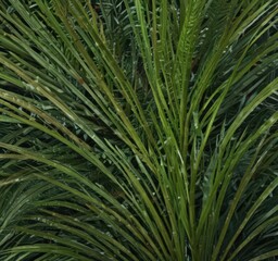 Fototapeta premium Close-up of a lush palm frond, showcasing intricate veins and rich color , summer, spring